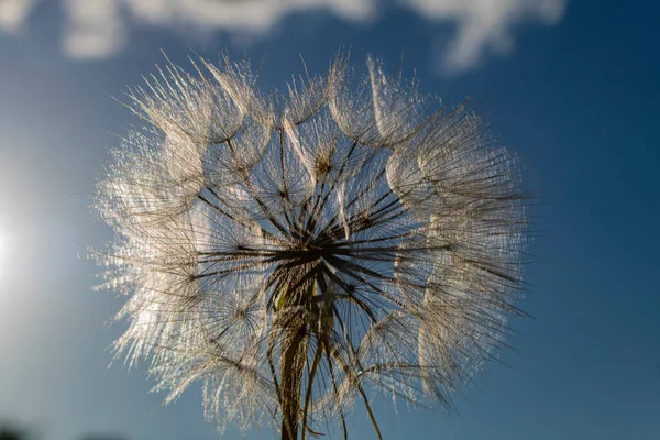 Macrofotografía Diente León Naturaleza Con Cielo Azul — Foto de Stock