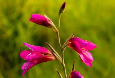 İlkbaharda küçük leylak çiçekleri olan bitki..
