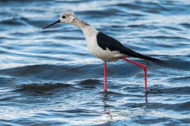 Valencia, İspanya 'daki Albufera doğal parkında siyah kanatlı stilt (himantopus himantopus).