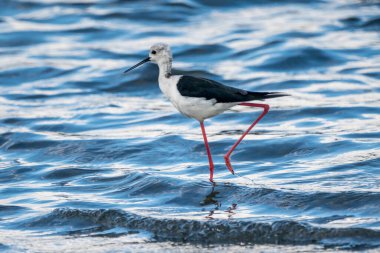 Valencia, İspanya 'daki Albufera doğal parkında siyah kanatlı stilt (himantopus himantopus).