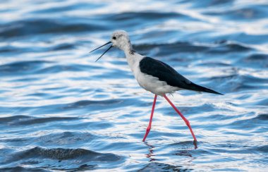 Valencia, İspanya 'daki Albufera doğal parkında siyah kanatlı stilt (himantopus himantopus).