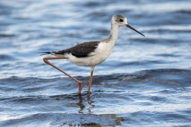 Valencia, İspanya 'daki Albufera doğal parkında siyah kanatlı stilt (himantopus himantopus).