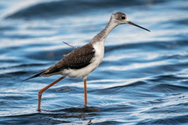 Valencia, İspanya 'daki Albufera doğal parkında siyah kanatlı stilt (himantopus himantopus).