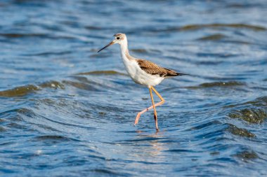 Valencia, İspanya 'daki Albufera doğal parkında siyah kanatlı stilt (himantopus himantopus).