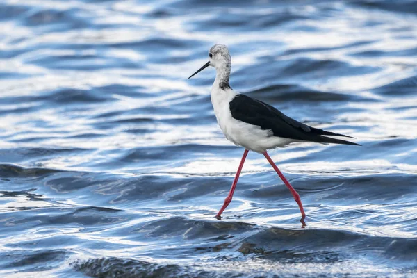 Estopa Asa Preta Himantopus Himantopus Parque Natural Albufera Valência Espanha — Fotografia de Stock