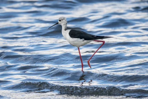 Estopa Asa Preta Himantopus Himantopus Parque Natural Albufera Valência Espanha — Fotografia de Stock