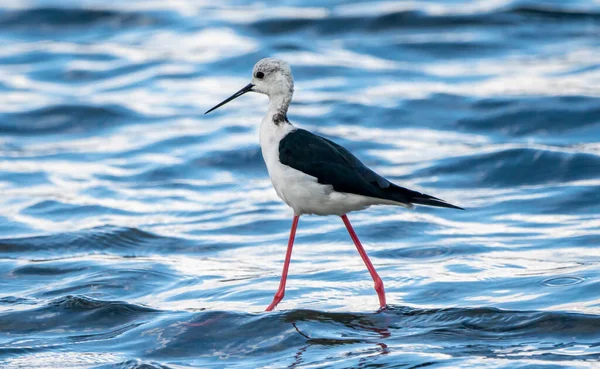 Estopa Asa Preta Himantopus Himantopus Parque Natural Albufera Valência Espanha — Fotografia de Stock