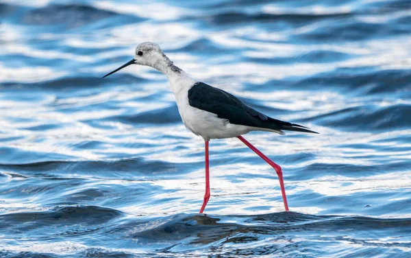 Estopa Asa Preta Himantopus Himantopus Parque Natural Albufera Valência Espanha — Fotografia de Stock