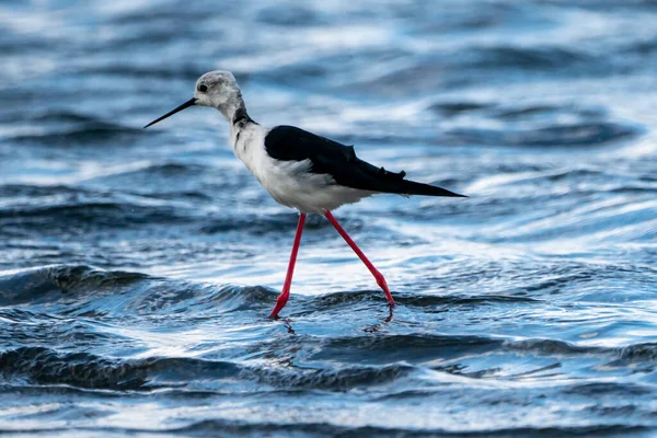 Estopa Asa Preta Himantopus Himantopus Parque Natural Albufera Valência Espanha — Fotografia de Stock