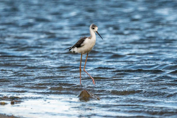 Black Winged Stilt Himantopus Himantopus Albufera Valencia Natural Park Valencia — Stock Photo, Image