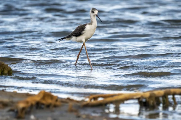 Чорно Крилатий Туман Himantopus Himantopus Природному Парку Альбуфера Валенсії Валенсія — стокове фото