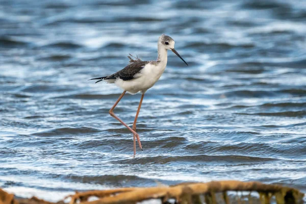 Чорно Крилатий Туман Himantopus Himantopus Природному Парку Альбуфера Валенсії Валенсія — стокове фото