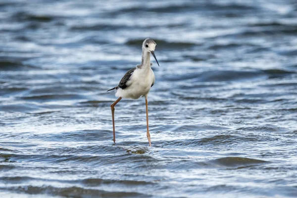 Чорно Крилатий Туман Himantopus Himantopus Природному Парку Альбуфера Валенсії Валенсія — стокове фото