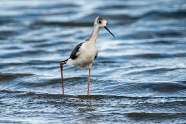 Black Winged Stilt Himantopus Himantopus Albufera Valencia Natural Park Valencia — Stock Photo, Image