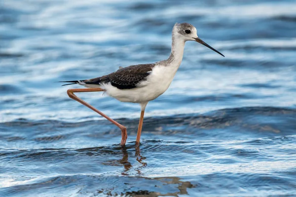 Zwarte Gevleugelde Stelt Himantopus Himantopus Albufera Van Valencia Natuurpark Valencia — Stockfoto