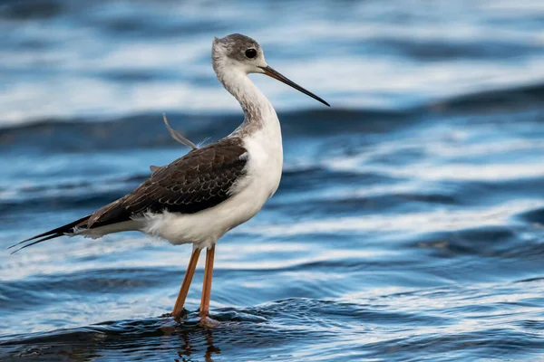 Estopa Asa Preta Himantopus Himantopus Parque Natural Albufera Valência Espanha — Fotografia de Stock