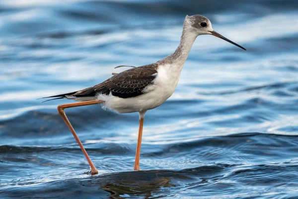 Estopa Asa Preta Himantopus Himantopus Parque Natural Albufera Valência Espanha — Fotografia de Stock