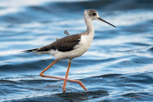 Estopa Asa Preta Himantopus Himantopus Parque Natural Albufera Valência Espanha — Fotografia de Stock