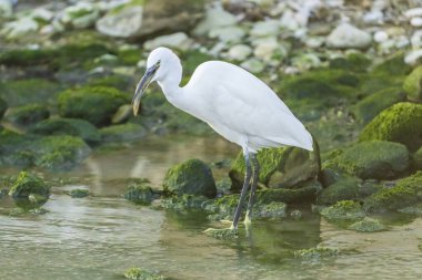 Küçük Egret, İspanya 'da bir nehrin ağzında yılan balığı yiyor..