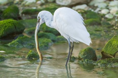Küçük Egret, İspanya 'da bir nehrin ağzında yılan balığı yiyor..