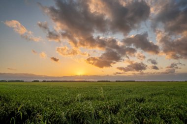 Valencia Albufera 'nın pirinç tarlasında gün batımında bulutlar, Valencia, İspanya.