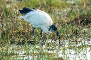 Afrika kutsal aynakları (Threskiornis aethiopicus) Fransa 'nın Ampurdan, Girona, Katalonya, İspanya' daki Doğal Parkı 'ndaki bir hayvanat bahçesinden kaçtı..