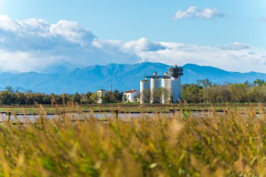 Ampurdan, Girona, Katalonya, İspanya Bataklıkları Doğal Parkı 'nda beyaz bir erkekle birlikte olan bir grup nadasa geyiği (dama dama dama dama)..