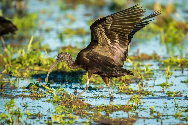 Glossy Ibis Plegadis Falcinellus Med Ett Ben Ett Risfält Naturparken Stockbild