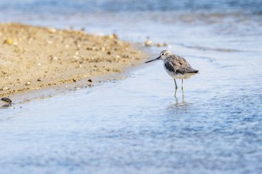 Greenshank (tringa nebularia) Valencia doğal parkının Albufera 'sı, Valencia, İspanya.
