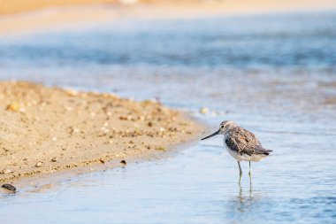 Greenshank (tringa nebularia) Valencia doğal parkının Albufera 'sı, Valencia, İspanya.
