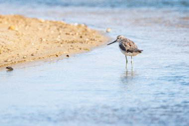 Greenshank (tringa nebularia) Valencia doğal parkının Albufera 'sı, Valencia, İspanya.