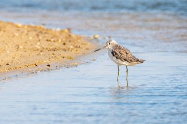 Greenshank (tringa nebularia) Valencia doğal parkının Albufera 'sı, Valencia, İspanya.