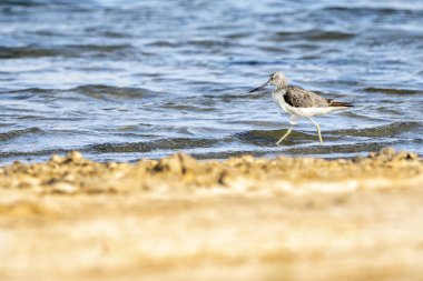 Greenshank (tringa nebularia) Valencia doğal parkının Albufera 'sı, Valencia, İspanya.