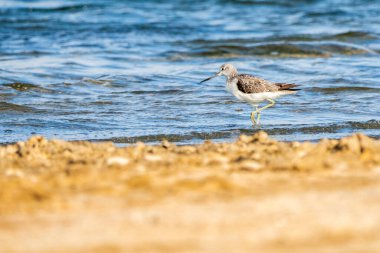 Greenshank (tringa nebularia) Valencia doğal parkının Albufera 'sı, Valencia, İspanya.