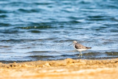 Greenshank (tringa nebularia) Valencia doğal parkının Albufera 'sı, Valencia, İspanya.