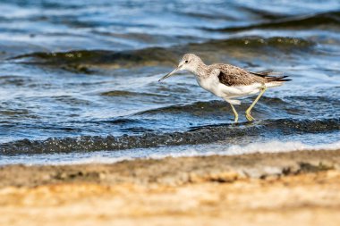 Greenshank (tringa nebularia) Valencia doğal parkının Albufera 'sı, Valencia, İspanya.