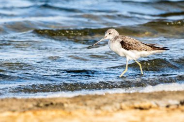 Greenshank (tringa nebularia) Valencia doğal parkının Albufera 'sı, Valencia, İspanya.