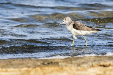 Greenshank (tringa nebularia) Valencia doğal parkının Albufera 'sı, Valencia, İspanya.