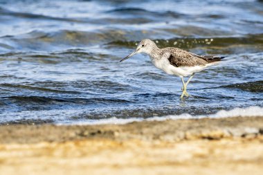 Greenshank (tringa nebularia) Valencia doğal parkının Albufera 'sı, Valencia, İspanya.