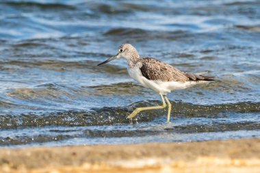 Greenshank (tringa nebularia) Valencia doğal parkının Albufera 'sı, Valencia, İspanya.