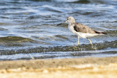 Greenshank (tringa nebularia) Valencia doğal parkının Albufera 'sı, Valencia, İspanya.