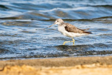 Greenshank (tringa nebularia) Valencia doğal parkının Albufera 'sı, Valencia, İspanya.