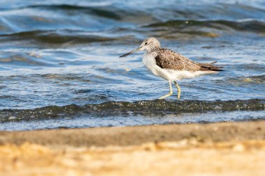 Greenshank (tringa nebularia) Valencia doğal parkının Albufera 'sı, Valencia, İspanya.