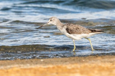 Greenshank (tringa nebularia) Valencia doğal parkının Albufera 'sı, Valencia, İspanya.