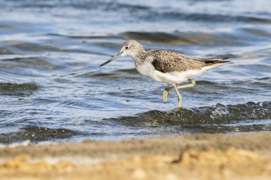 Greenshank (tringa nebularia) Valencia doğal parkının Albufera 'sı, Valencia, İspanya.
