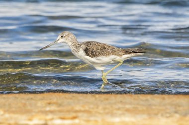 Greenshank (tringa nebularia) Valencia doğal parkının Albufera 'sı, Valencia, İspanya.