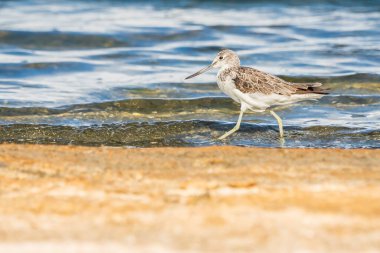 Greenshank (tringa nebularia) Valencia doğal parkının Albufera 'sı, Valencia, İspanya.