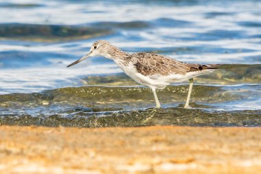 Greenshank (tringa nebularia) Valencia doğal parkının Albufera 'sı, Valencia, İspanya.