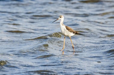 Valencia, İspanya 'daki Albufera doğal parkında genç siyah kanatlı stilt (himantopus himantopus).