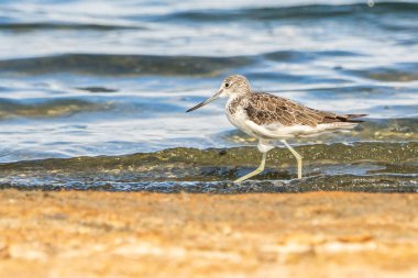 Greenshank (tringa nebularia) Valencia doğal parkının Albufera 'sı, Valencia, İspanya.